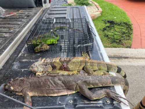 Invasive Iguana Removal Okeechobee FL 23