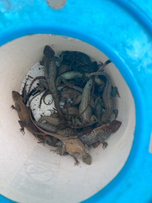 Small Reptiles and Amphibians Okeechobee FL 1