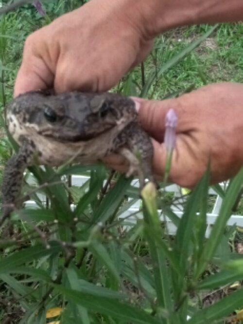 Small Reptiles and Amphibians Okeechobee FL 13