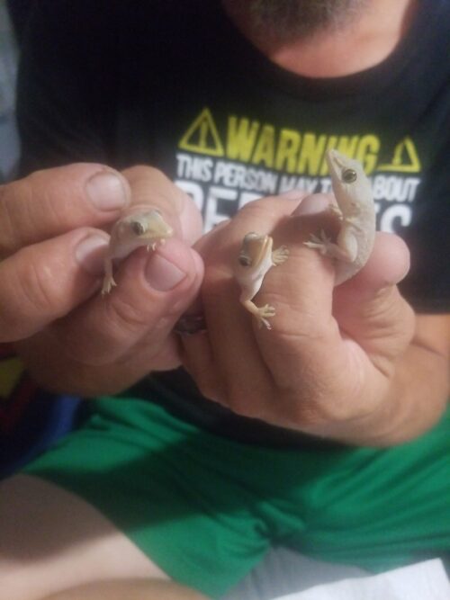 Small Reptiles and Amphibians Okeechobee FL 4