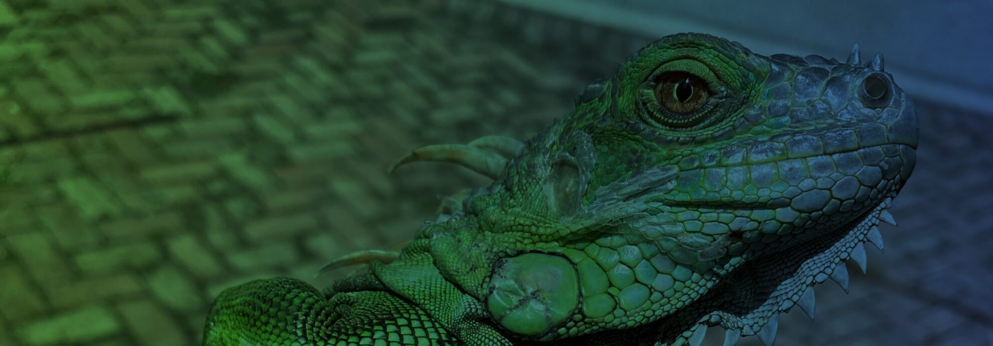 green iguana in okeechobee fl