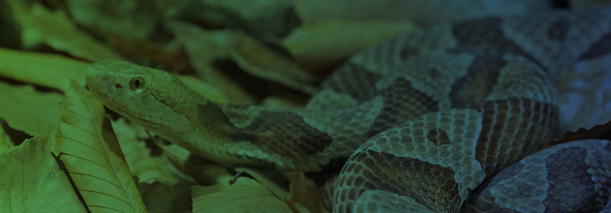venomous pit viper found in okeechobee fl