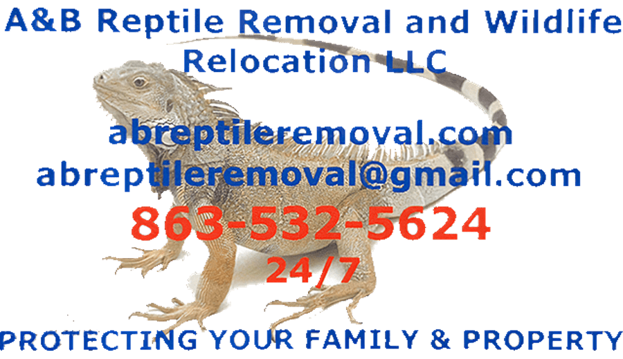 AB Reptile Removal and Wildlife Relocation LLC 900 full colored