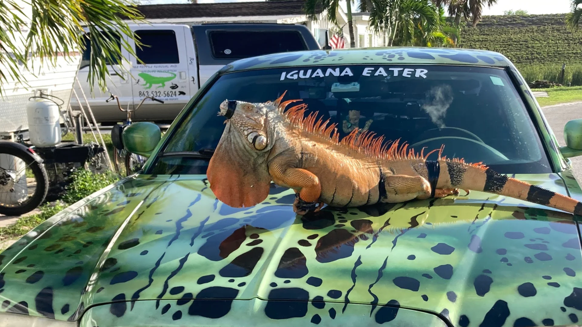 iguana captured in Okeechobee FL